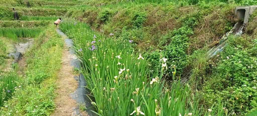 1130417石門嵩山社區百年梯田鳶尾花開(二)