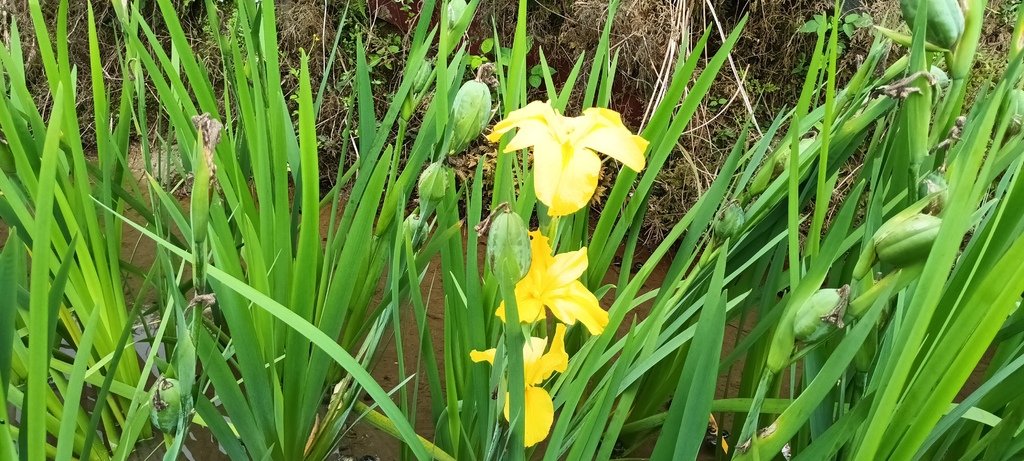 1130417石門嵩山社區百年梯田鳶尾花開(二)