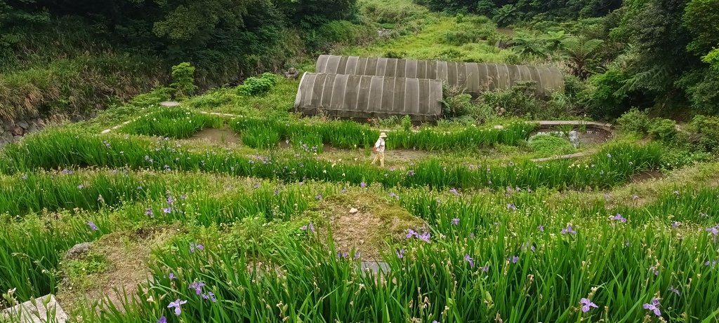 1130417石門嵩山社區百年梯田鳶尾花開(二)