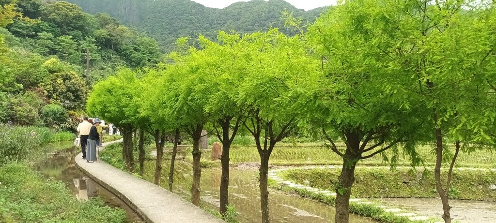 1130417石門嵩山社區百年梯田鳶尾花開(二)