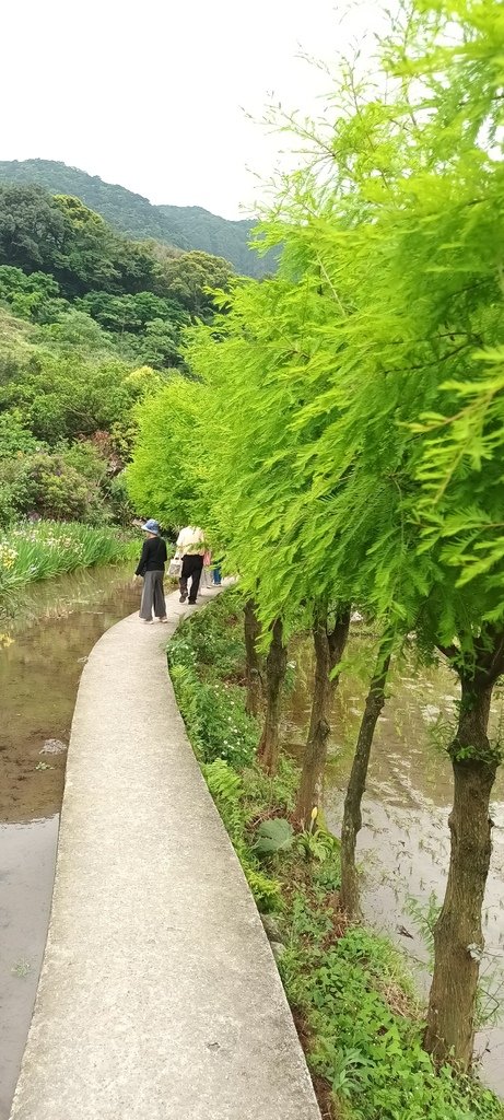 1130417石門嵩山社區百年梯田鳶尾花開(二)