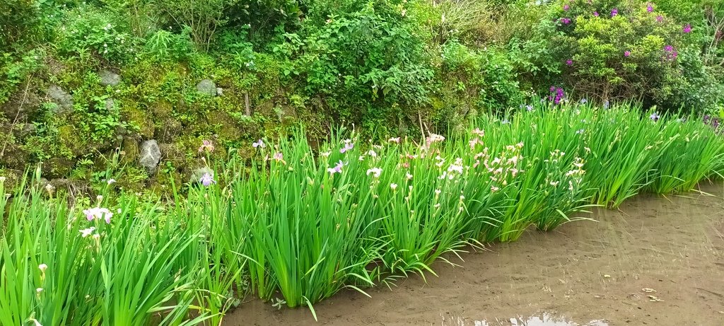 1130417石門嵩山社區百年梯田鳶尾花開(二)