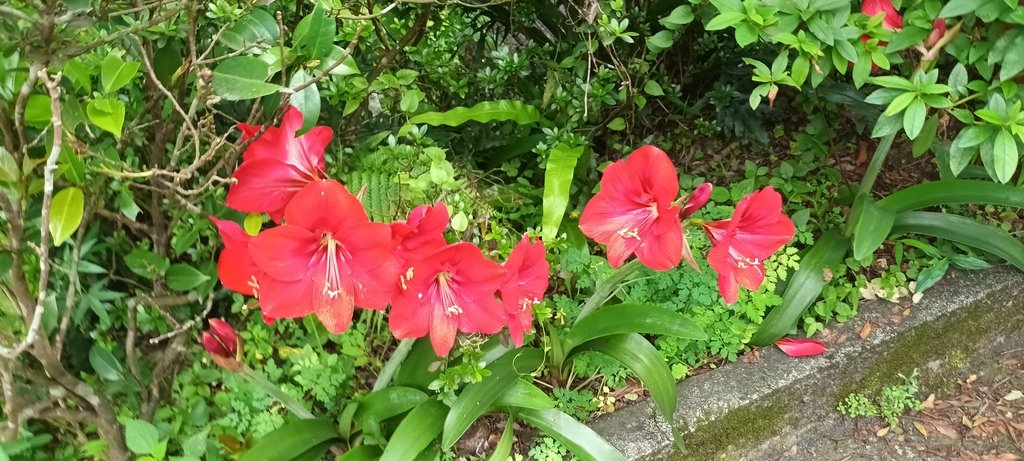 1130417石門嵩山社區百年梯田鳶尾花開(二)