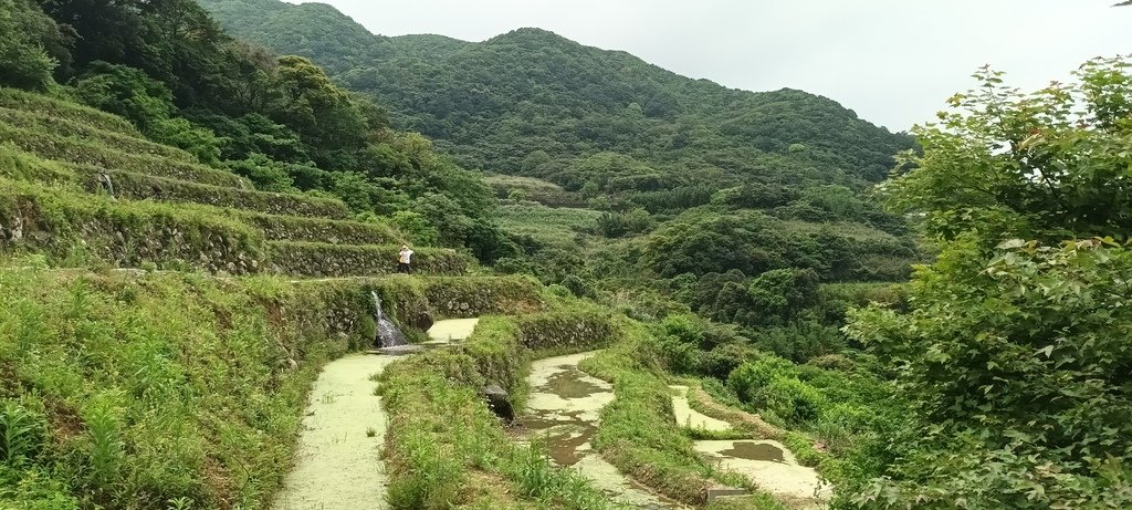 1130417石門嵩山社區百年梯田鳶尾花開(二)