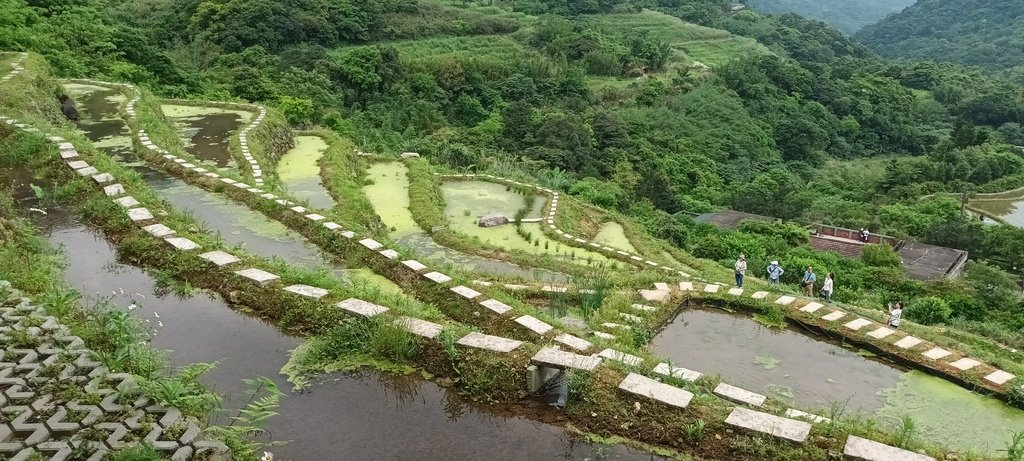 1130417石門嵩山社區百年梯田鳶尾花開(二)