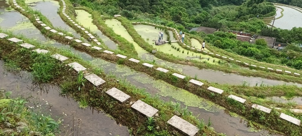 1130417石門嵩山社區百年梯田鳶尾花開(二)