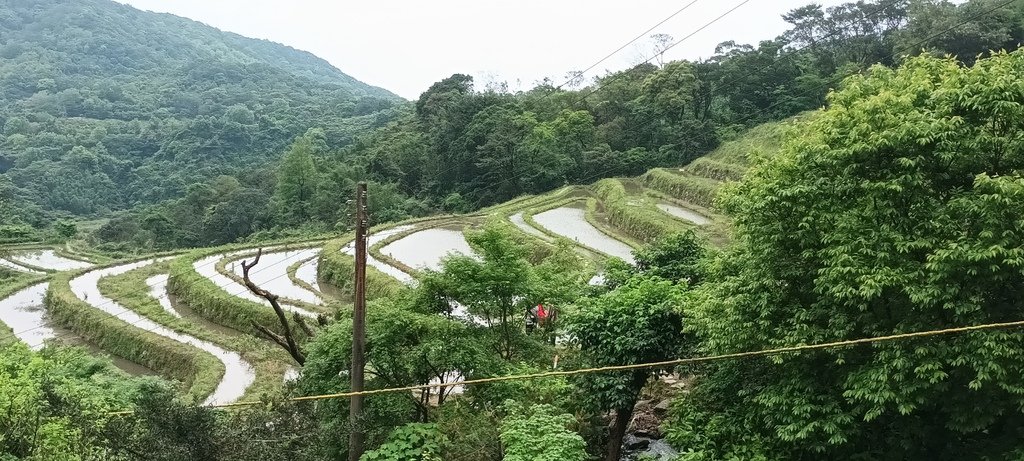 1130417石門嵩山社區百年梯田鳶尾花開(一)