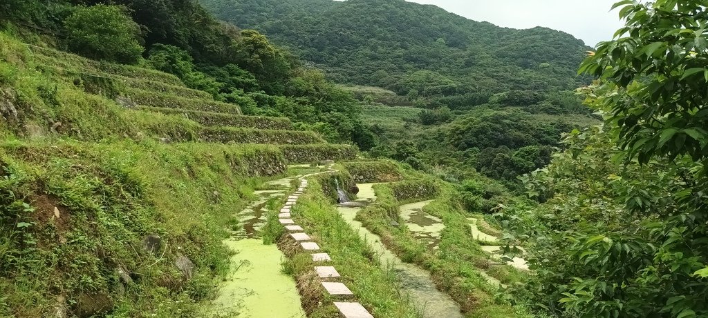 1130417石門嵩山社區百年梯田鳶尾花開(一)