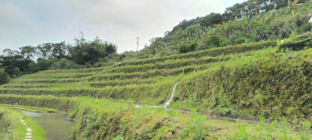 1130417石門嵩山社區百年梯田鳶尾花開(一)