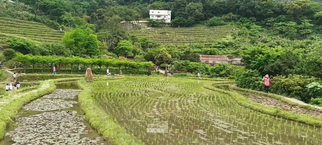 1130417石門嵩山社區百年梯田鳶尾花開(一)