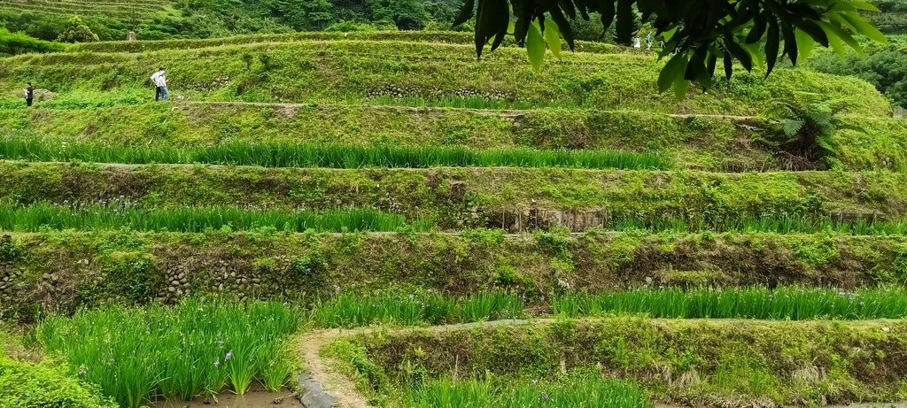 1130417石門嵩山社區百年梯田鳶尾花開(二)