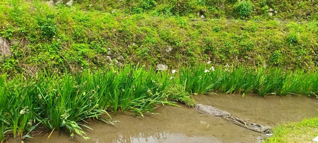 1130417石門嵩山社區百年梯田鳶尾花開(二)