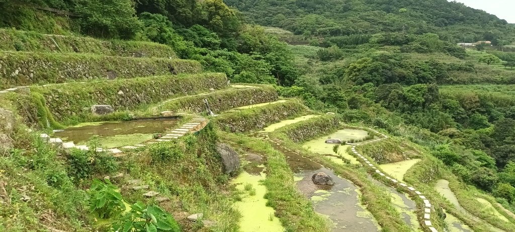 1130417石門嵩山社區百年梯田鳶尾花開(二)