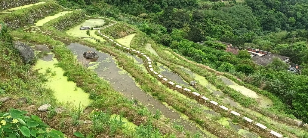 1130417石門嵩山社區百年梯田鳶尾花開(二)