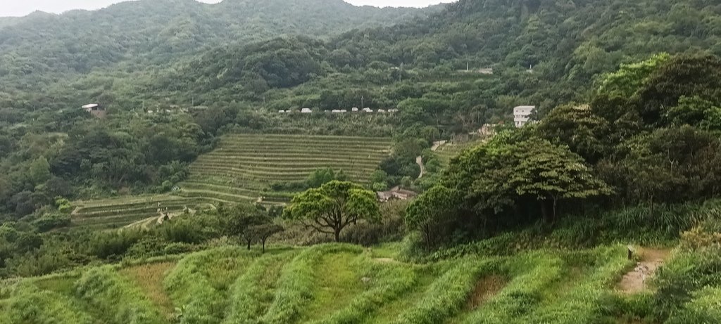 1130417石門嵩山社區百年梯田鳶尾花開(一)