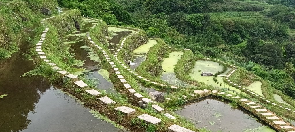 1130417石門嵩山社區百年梯田鳶尾花開(一)