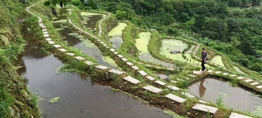 1130417石門嵩山社區百年梯田鳶尾花開(一)