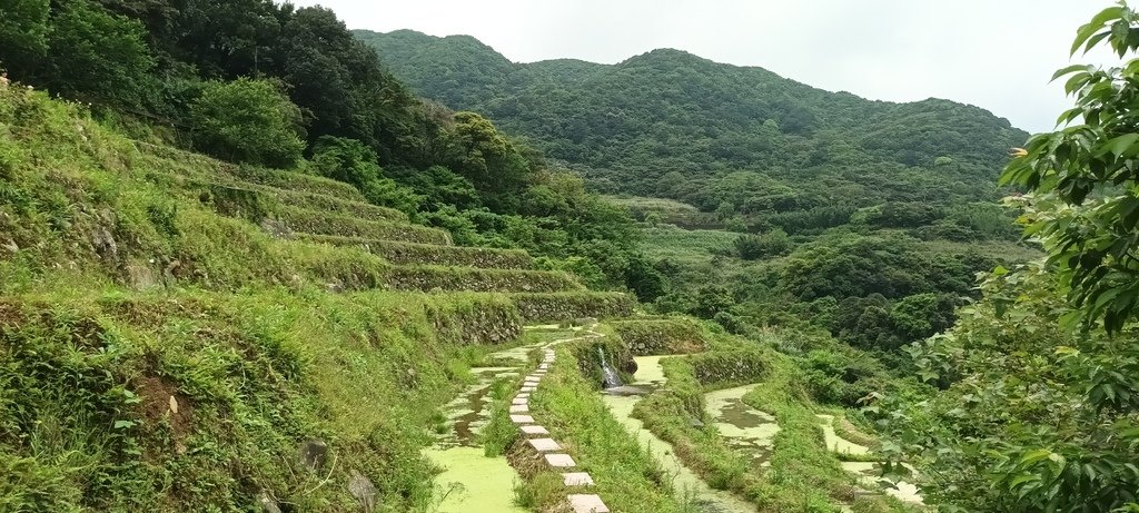 1130417石門嵩山社區百年梯田鳶尾花開(一)