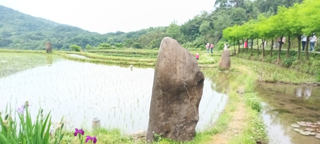 1130417石門嵩山社區百年梯田鳶尾花開(一)