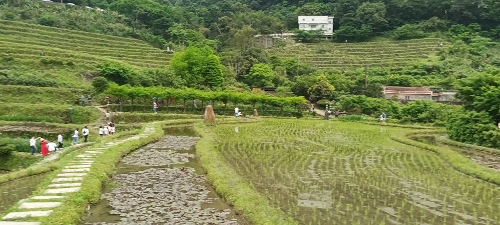 1130417石門嵩山社區百年梯田鳶尾花開(一)