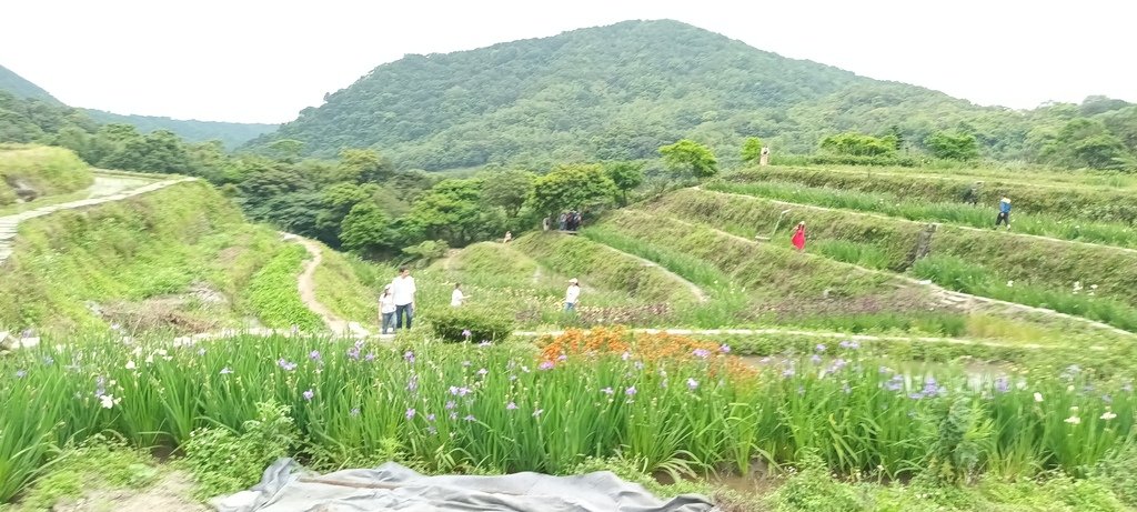 1130417石門嵩山社區百年梯田鳶尾花開(二)