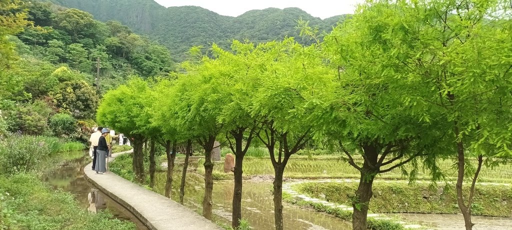 1130417石門嵩山社區百年梯田鳶尾花開(二)