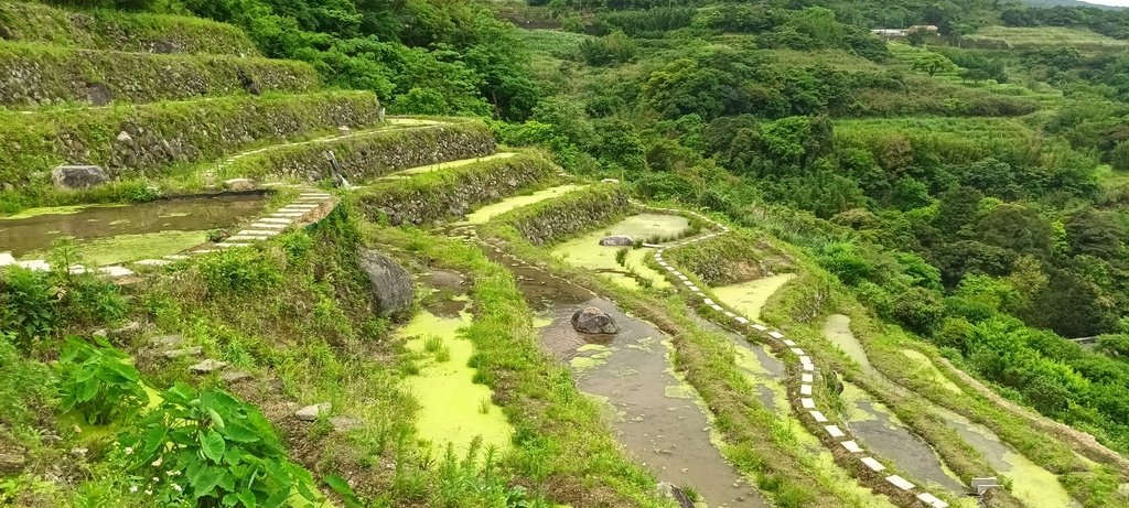 1130417石門嵩山社區百年梯田鳶尾花開(二)