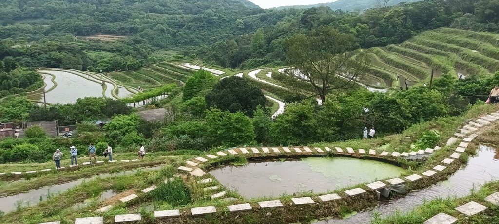 1130417石門嵩山社區百年梯田鳶尾花開(二)