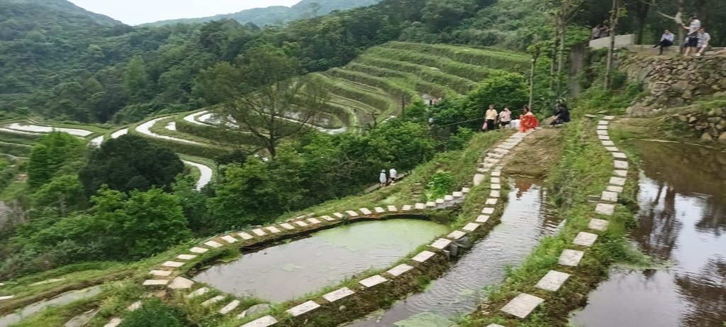 1130417石門嵩山社區百年梯田鳶尾花開(二)