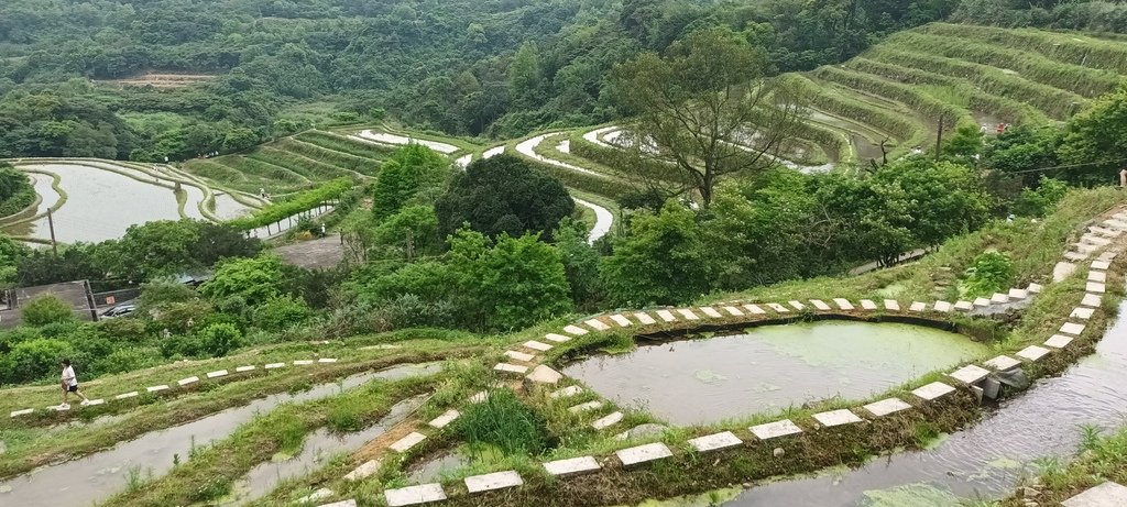 1130417石門嵩山社區百年梯田鳶尾花開(二)