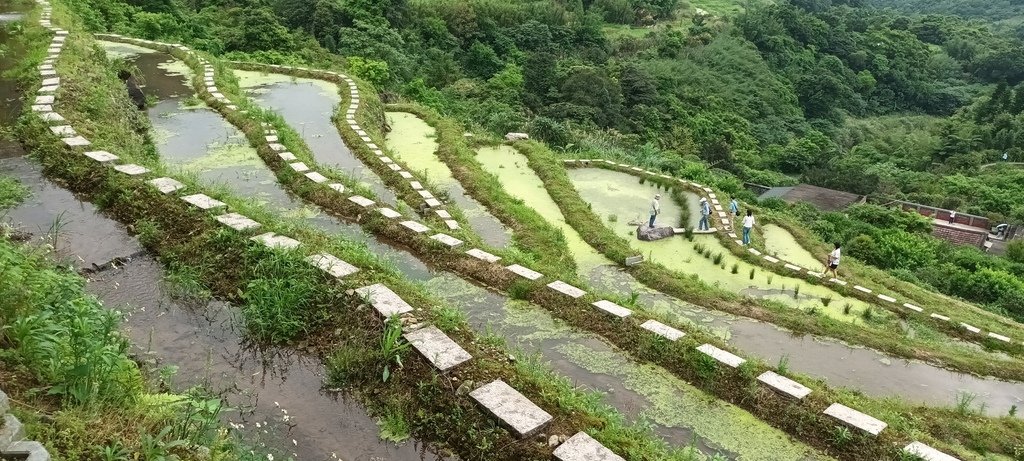 1130417石門嵩山社區百年梯田鳶尾花開(二)