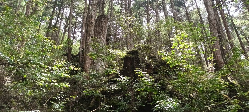 1130511太平山一日遊(六)~茂興車站及茂興懷舊古道主線