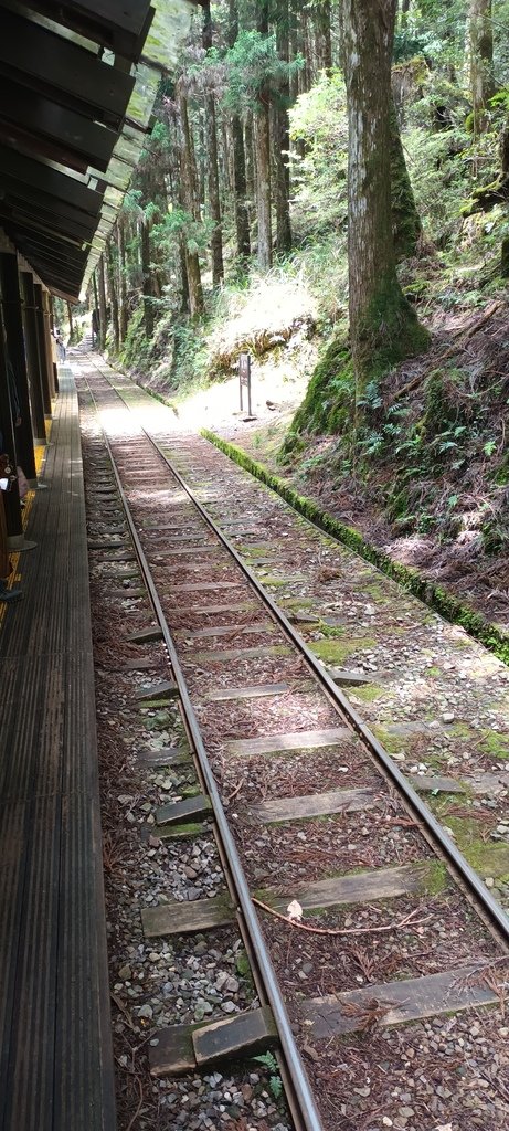 1130511太平山一日遊(六)~茂興車站及茂興懷舊古道主線