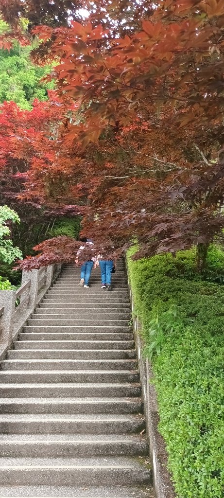 1130519太平山一日遊(七)~太平山莊紫葉槭續紅了!