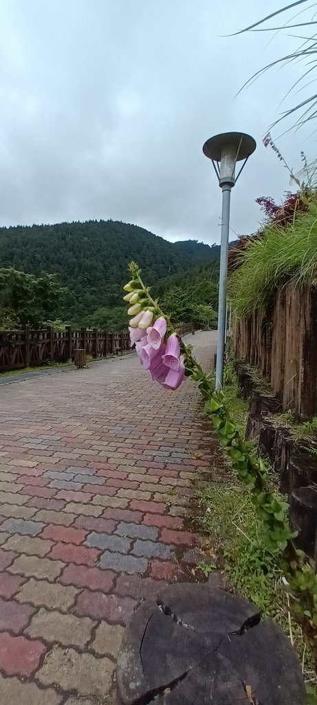 1130511太平山一日遊(四)~太平山車站。