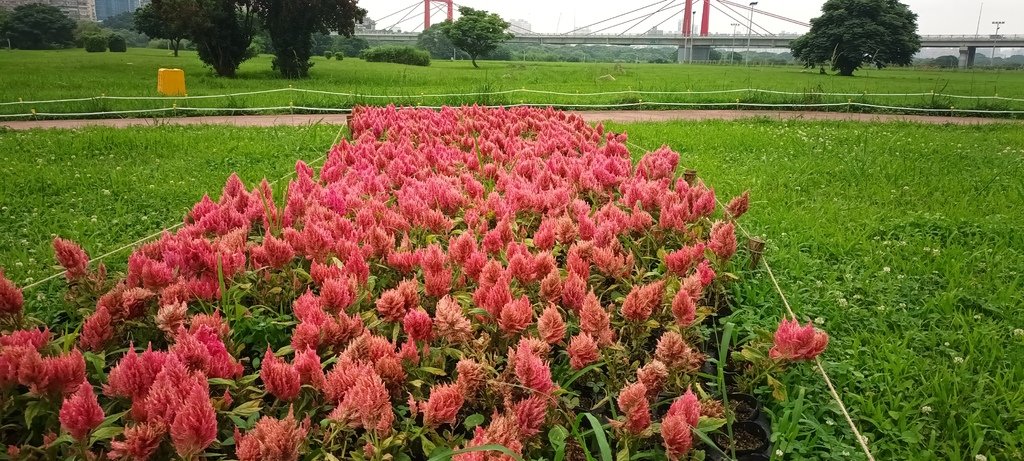 1130523新北河濱蝶戀季~板橋蝴蝶公園。