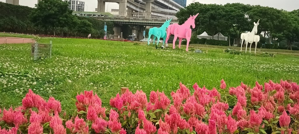 1130523新北河濱蝶戀季~板橋蝴蝶公園。