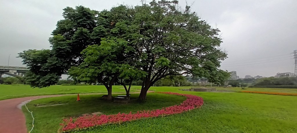 1130523新北河濱蝶戀季~板橋蝴蝶公園。