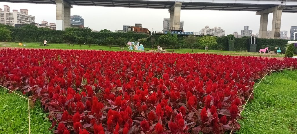 1130523新北河濱蝶戀季~板橋蝴蝶公園。