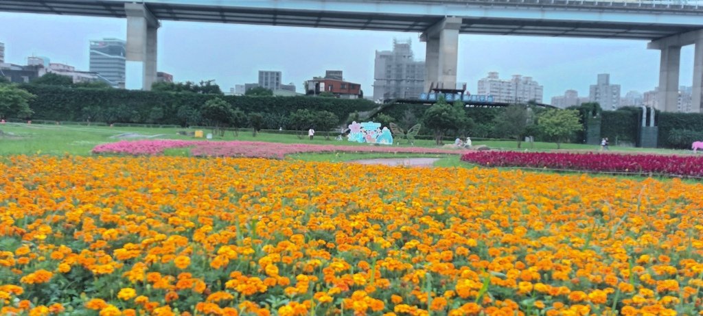 1130523新北河濱蝶戀季~板橋蝴蝶公園。