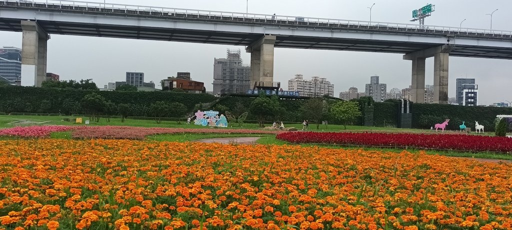 1130523新北河濱蝶戀季~板橋蝴蝶公園。