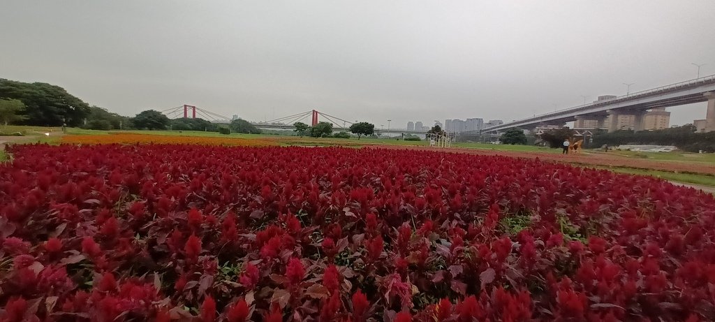 1130523新北河濱蝶戀季~板橋蝴蝶公園。