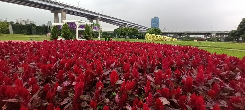 1130523新北河濱蝶戀季~板橋蝴蝶公園。