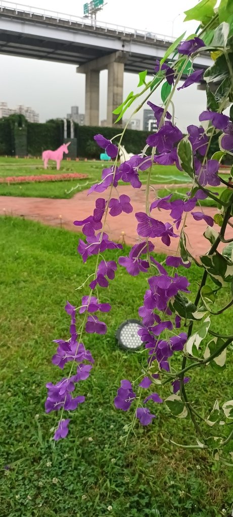 1130523新北河濱蝶戀季~板橋蝴蝶公園。