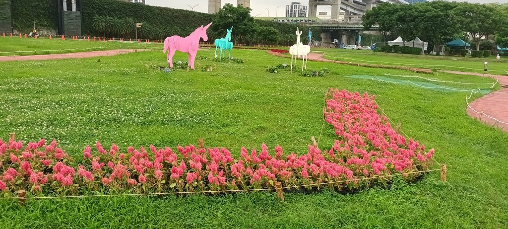 1130523新北河濱蝶戀季~板橋蝴蝶公園。