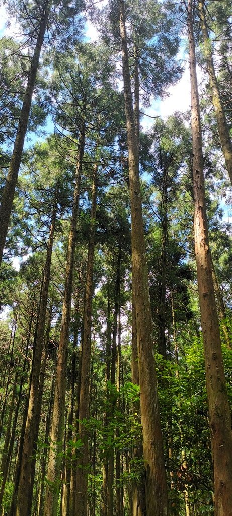 1130615馬武督探索森林(綠光森林及小學)、關西仙草博物