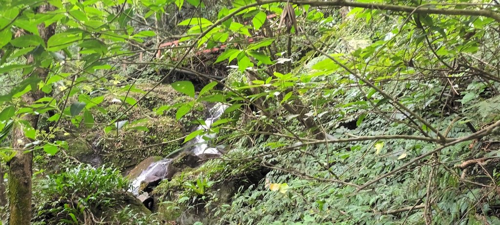 1130615馬武督探索森林(綠光森林及小學)、關西仙草博物