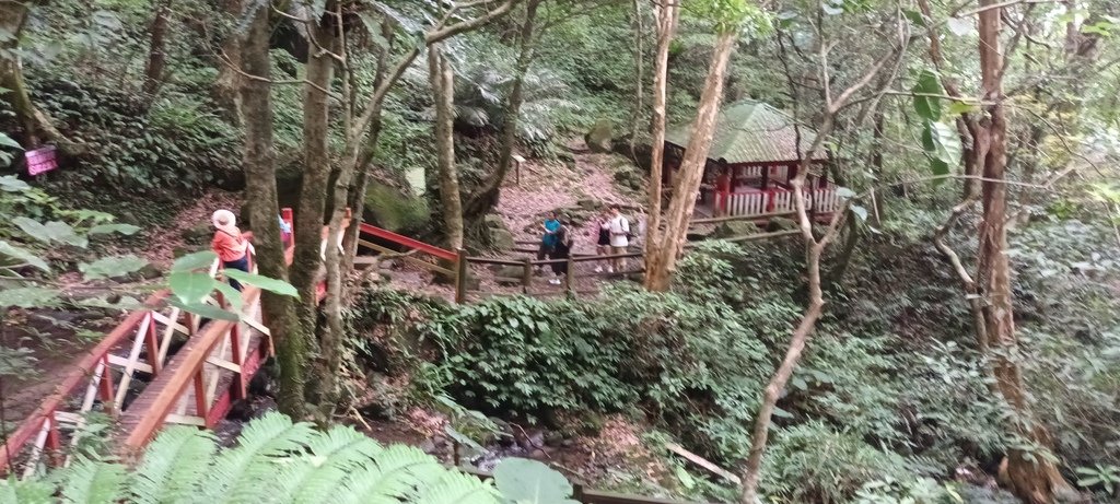 1130615馬武督探索森林(綠光森林及小學)、關西仙草博物