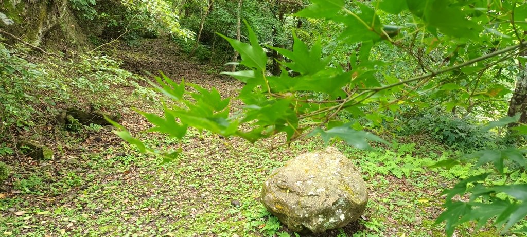 1130615馬武督探索森林(綠光森林及小學)、關西仙草博物