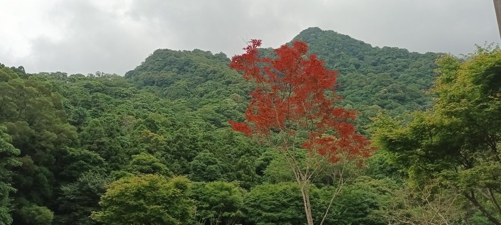 1130615馬武督探索森林(綠光森林及小學)、關西仙草博物